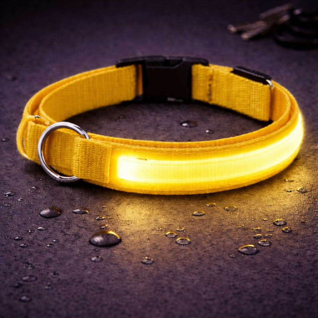 USB Rechargeable LED Light-Up Dog Collar
