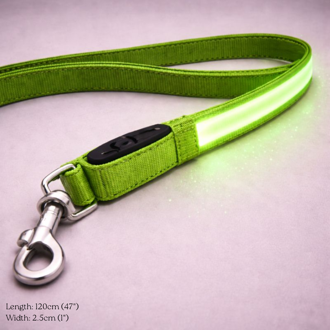 USB Rechargeable LED Light-Up Dog Leash