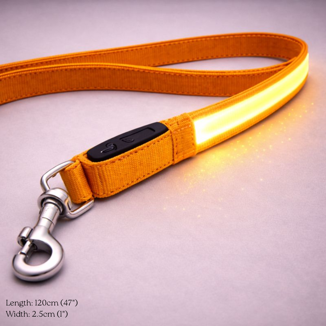 USB Rechargeable LED Light-Up Dog Leash