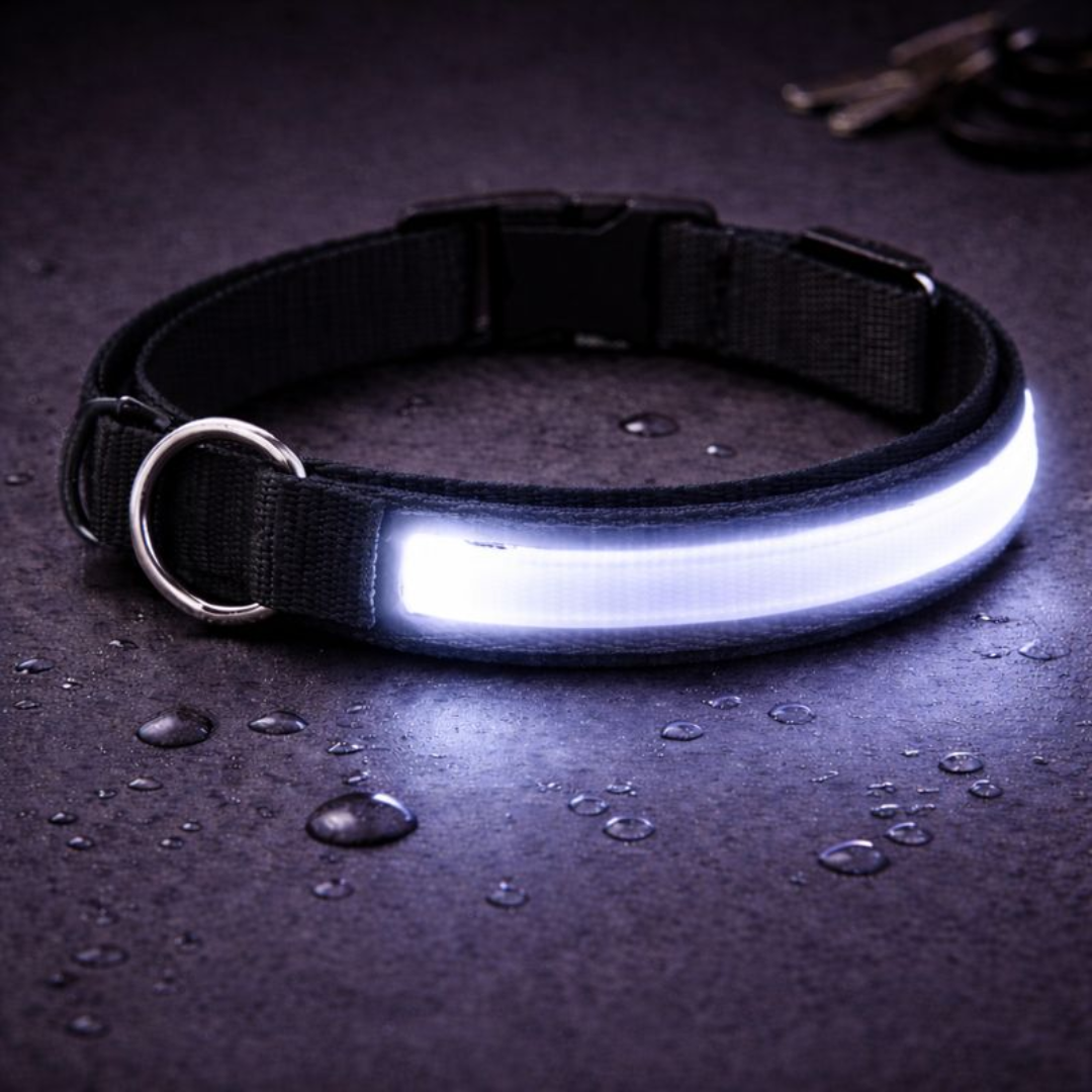 USB Rechargeable LED Light-Up Dog Collar