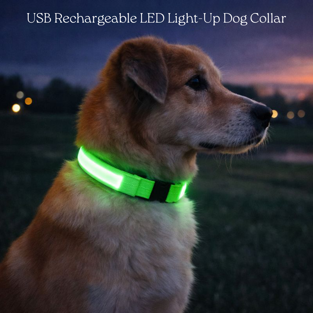 USB Rechargeable LED Light-Up Dog Collar