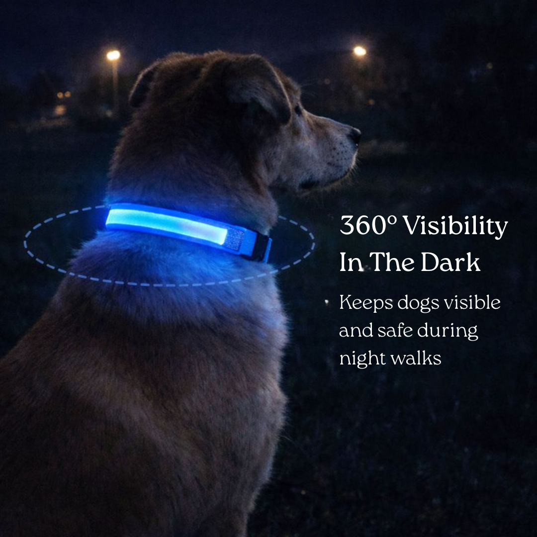 USB Rechargeable LED Light-Up Dog Collar